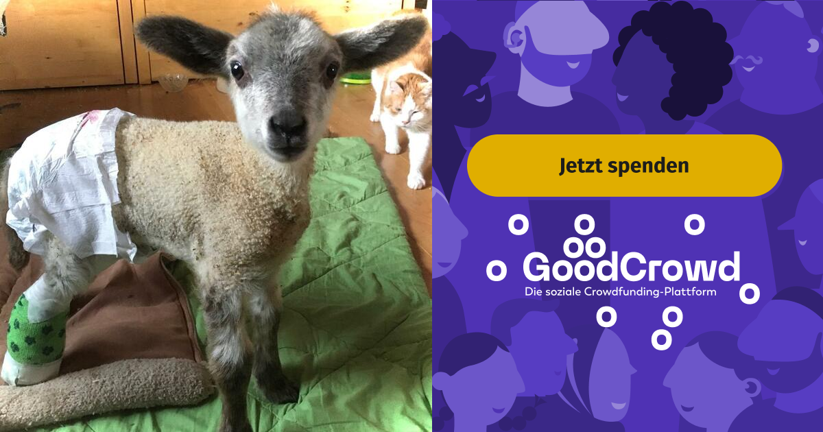 Ein neues Bein für Lämmchen Clara | GoodCrowd.org