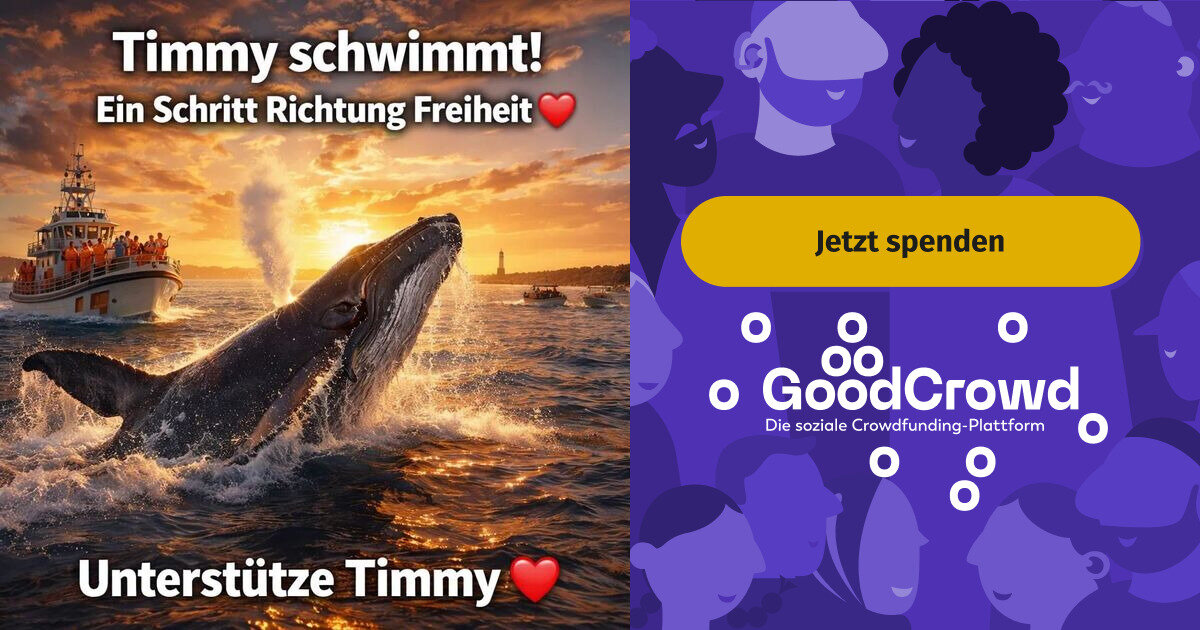 Rettung für den Wal Timmy Hobe an der Ostsee. | GoodCrowd.org